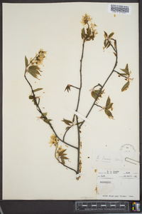 Amelanchier laevis image