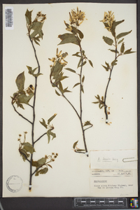 Amelanchier laevis image