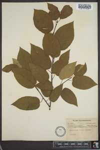 Amelanchier laevis image