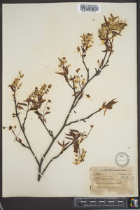 Amelanchier laevis image