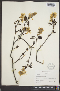 Amelanchier laevis image