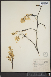 Amelanchier laevis image