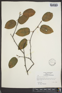 Amelanchier laevis image