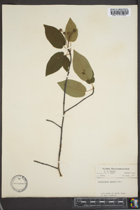 Amelanchier laevis image