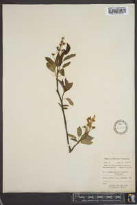 Amelanchier laevis image