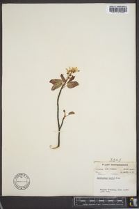 Amelanchier laevis image