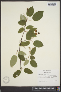 Amelanchier laevis image