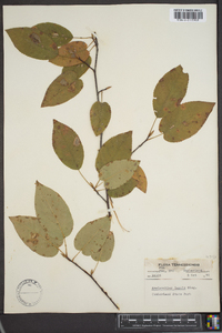 Amelanchier laevis image