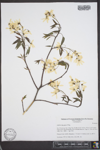 Amelanchier laevis image