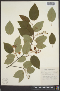 Amelanchier laevis image