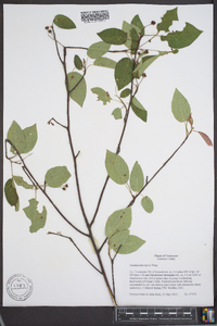 Amelanchier laevis image