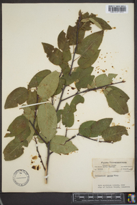 Amelanchier laevis image