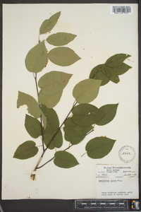 Amelanchier laevis image