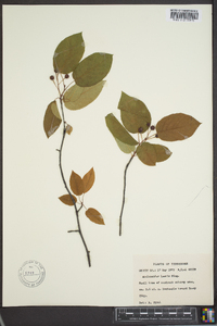 Amelanchier laevis image