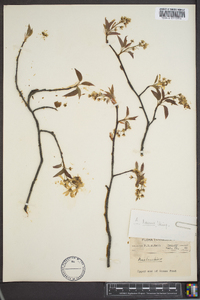 Amelanchier laevis image