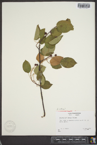 Amelanchier laevis image