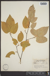 Amelanchier laevis image