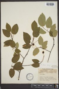 Amelanchier laevis image