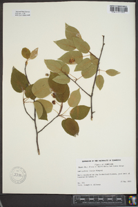 Amelanchier laevis image