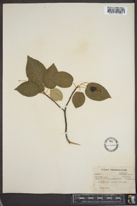 Amelanchier laevis image