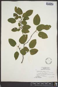 Amelanchier laevis image