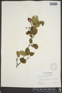 Amelanchier laevis image