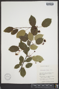 Amelanchier laevis image