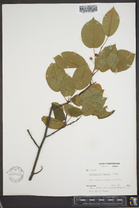 Amelanchier laevis image