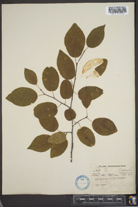 Amelanchier laevis image