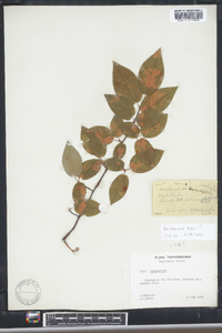 Amelanchier laevis image