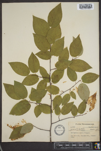 Amelanchier laevis image