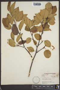 Amelanchier laevis image