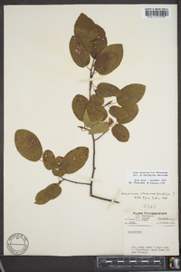 Amelanchier sanguinea image