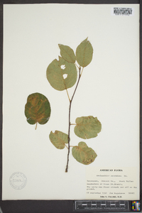 Amelanchier sanguinea image