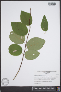 Amelanchier sanguinea image