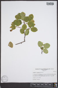 Amelanchier sanguinea image