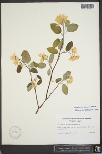 Amelanchier sanguinea image