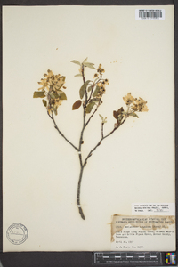 Amelanchier sanguinea image