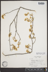 Amelanchier spicata image