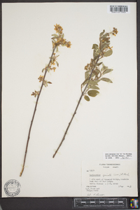 Amelanchier spicata image