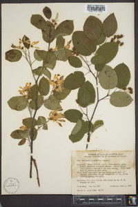 Amelanchier amabilis image