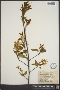 Amelanchier laevis image