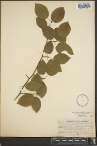 Amelanchier laevis image