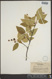 Amelanchier laevis image