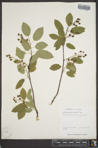 Amelanchier laevis image