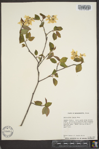 Amelanchier laevis image