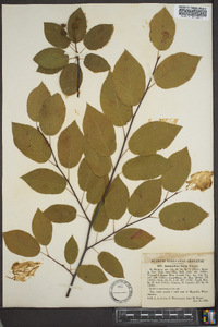 Amelanchier laevis image