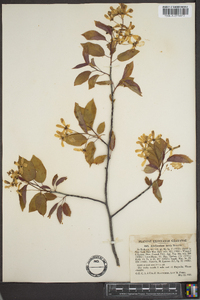 Amelanchier laevis image