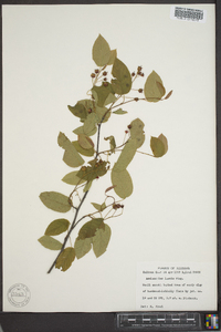 Amelanchier laevis image