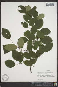 Amelanchier laevis image